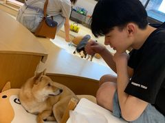 -逗柴咖啡屋·狗咖猫咖宠物桌游