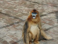 -西安秦岭野生动物园