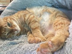 -安安宠医·臻爱宠物医院·宠保定点(营门口路分院)