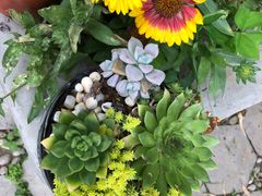 -丽江束河古镇-石莲古寺