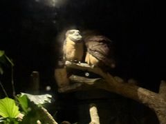 -夜间野生动物园