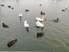 -莲花池公园