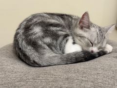 -Bastet sally猫舍购宠(静安店)