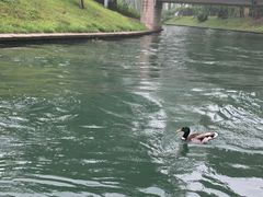 -皇家御河游(紫御湾码头)