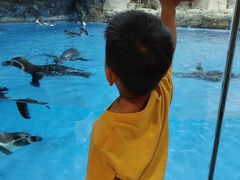 -帝企鹅自助餐厅•儿童岛•真企鹅(长隆企鹅酒店)