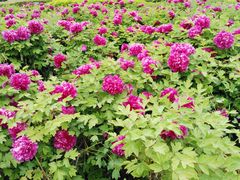 -洛阳周王城天子驾六博物馆