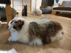 -南京Hallo宠物乐园·哈罗犬舍·柴犬繁育基地