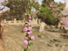 -桃花堤公园