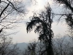 -灵顺寺