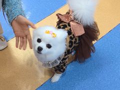 -天使宠物医院·犬猫分诊(彩虹店)