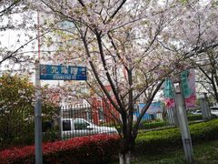 -高东镇樱花园