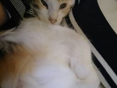 -猫色咖啡·猫咖