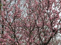 -金鸡湖桃花岛