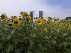 -映月湖中央公园