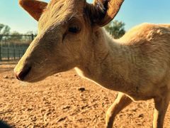 -北京麋鹿生态实验中心
