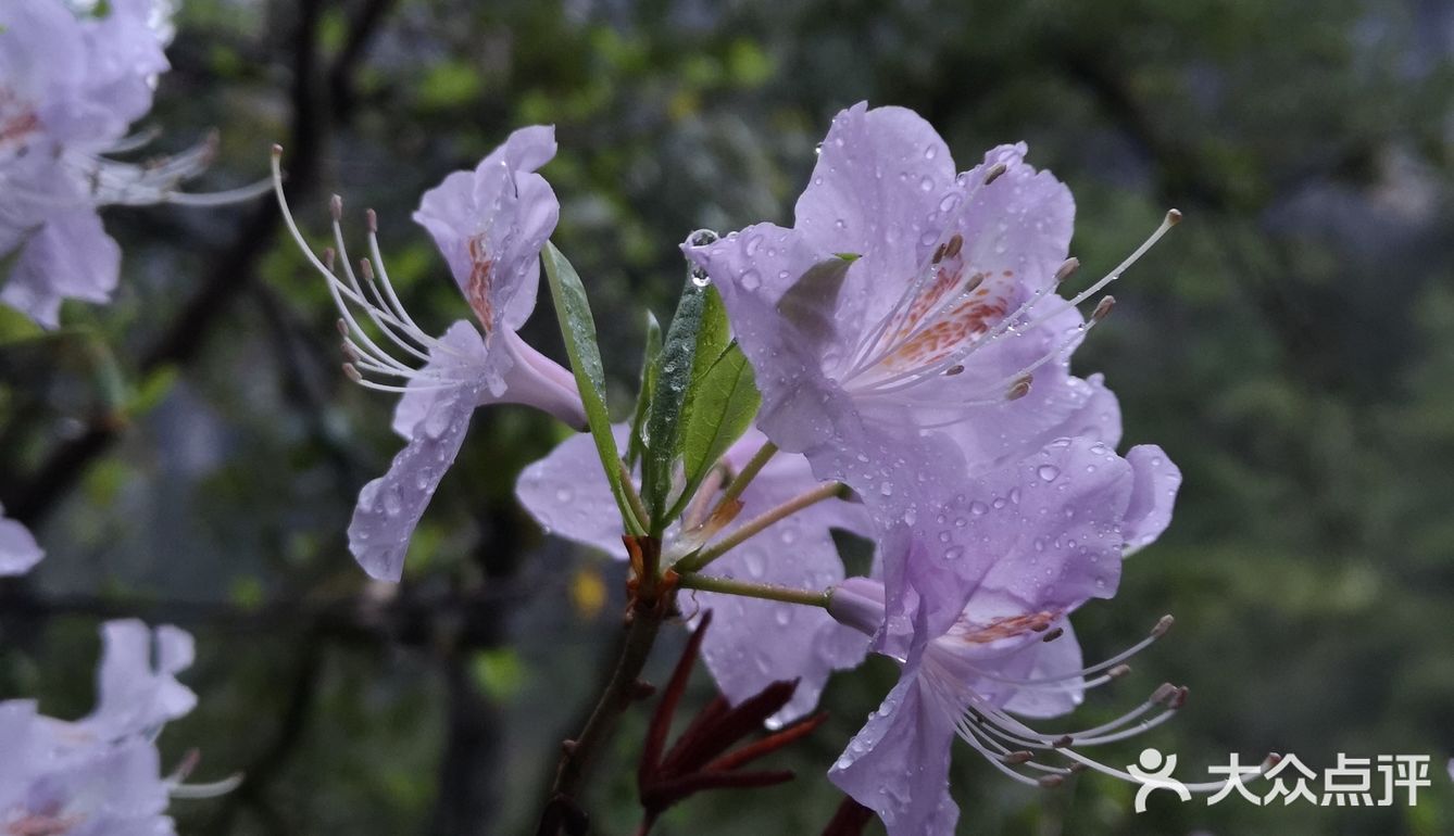 巴拉格宗漫山遍野的杜鹃花太美啦！