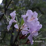 巴拉格宗漫山遍野的杜鹃花太美啦！