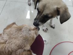 -美联众合动物医院·24h转诊中心