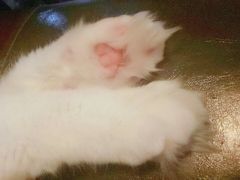 -李小姐の猫咖啡馆(五角场店)
