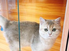 -猫十亿·布偶金渐层·曼基康矮脚猫舍(青年路店)