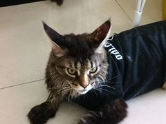 -平行世界·猫咖(首经贸店)