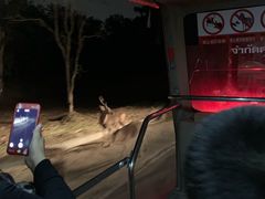 -清迈夜间动物园