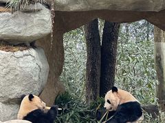 -中国大熊猫保护研究中心雅安碧峰峡基地