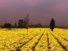 -中国天府农业博览园