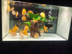 -中环花鸟鱼虫市场