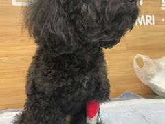 -爱侣宠医·鹦鹉专科·小型哺乳类·异宠专科(灵石路店)