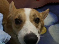 -美联众合动物医院·24h京西诊疗中心