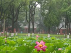 -四川大学(望江校区)