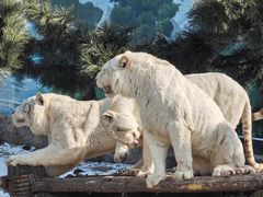 -西霞口神雕山野生动物世界