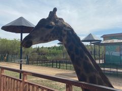 -鄂尔多斯野生动物园