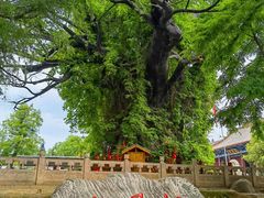 -大槐树寻根祭祖园