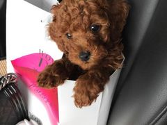 -翊宠yipet猫狗购宠庄园犬舍•猫舍