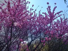 -群力丁香公园