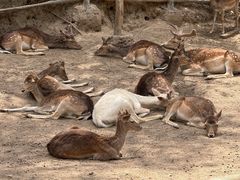 -青藏高原野生动物园