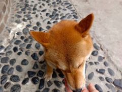 -柴犬高等学院·狗咖·柴犬售卖·宠物训练