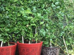 -百花人家(清水镇店)