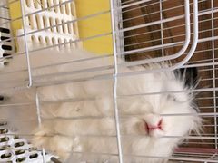 -猫猫幼稚园·撸猫·桌游·电玩