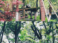 -都江堰中华大熊猫苑