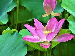 -野鸭湖国家湿地公园