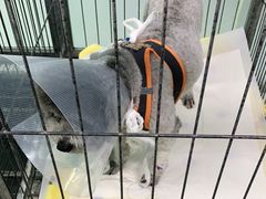 -达爱动物医院·犬猫分区·CT·复杂眼科(远洋山水分院)