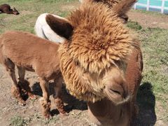 -长白山万达锦华套房酒店