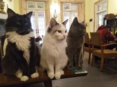 -猫色咖啡·猫咖