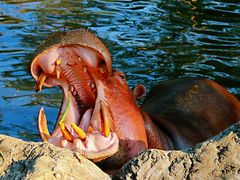 -清迈夜间动物园