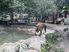 -成都动物园