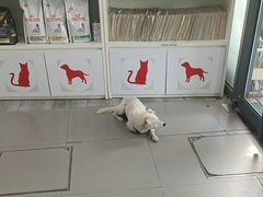 -爱侣宠医·鹦鹉专科·小型哺乳类·异宠专科(灵石路店)