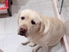 -FAELING PETS美天灵宠物(富力广场店)